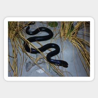 Black Snake Sticker